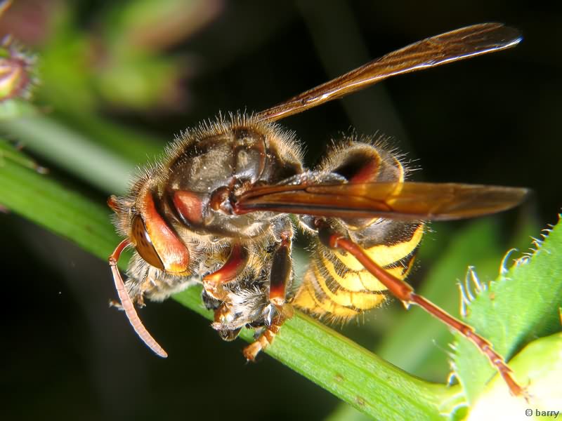 Vespa crabro Linnaeus, 1758